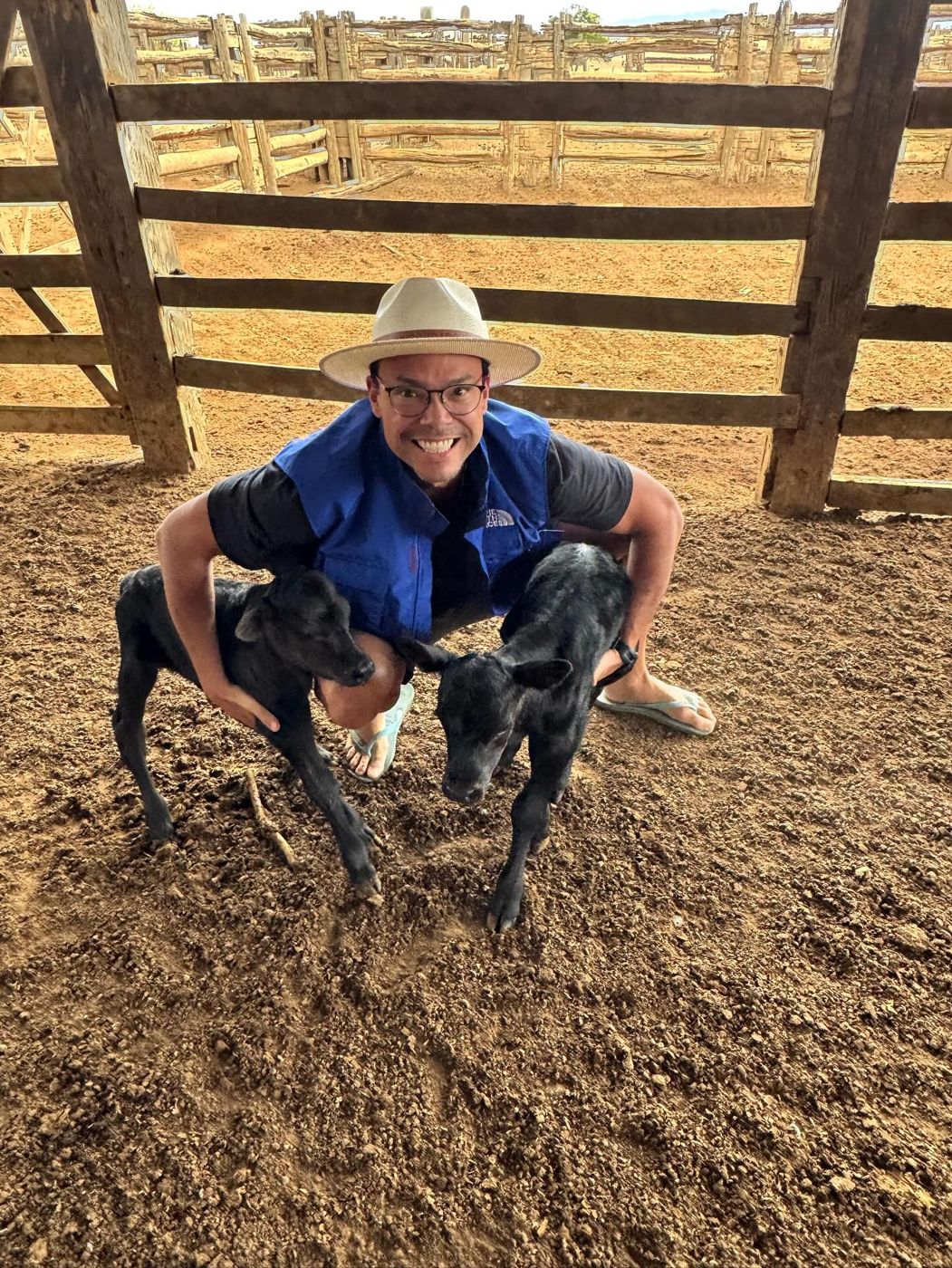 Bezerros Angus no curral